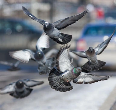 A flock of pigeons soaring through the sky.